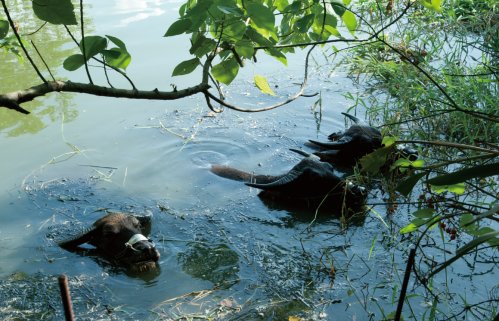 關(guān)渡賞鳥(niǎo)趣樂(lè)繽紛 關(guān)渡賞鳥(niǎo)趣樂(lè)繽紛