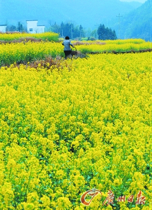 　　江嶺的油菜花已經(jīng)盛開。