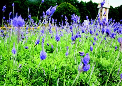 　　日月潭九族文化村內(nèi)水沙連歐洲花園園區(qū)內(nèi)數(shù)十萬株熏衣草,已開得美不勝收,令游客陶醉。