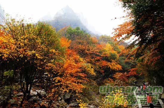 深秋去堯山賞紅葉、泡溫泉、拜大佛