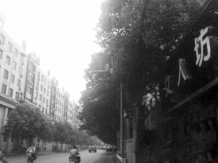 　　樹木枝繁葉茂，幾乎完全擋住紅綠燈 網(wǎng)友供圖