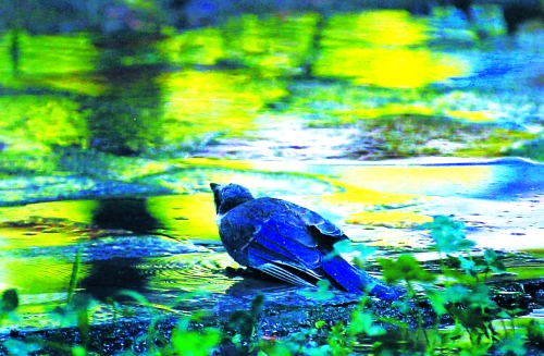 昨天，離三伏結(jié)束還有5天，鄭州、洛陽拉響“紅色警報”