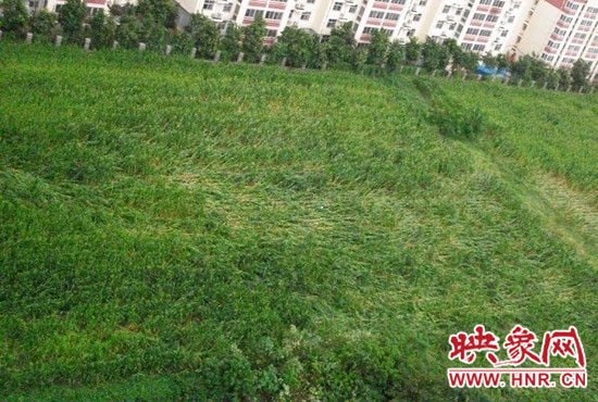 據(jù)映象網(wǎng)網(wǎng)友趙冠召反映，8月7日下午鄭州高新技術(shù)開發(fā)區(qū)突降暴雨冰雹，致使附近農(nóng)田近三分之一玉米倒伏