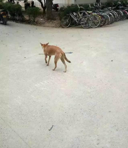 華科大校園內(nèi)，一條流浪狗腹部被箭射穿，地上留著斑斑血跡。
