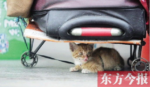 昨日，鄭州火車(chē)站廣場(chǎng)。一只小貓鉆到了行李下躲避烈日