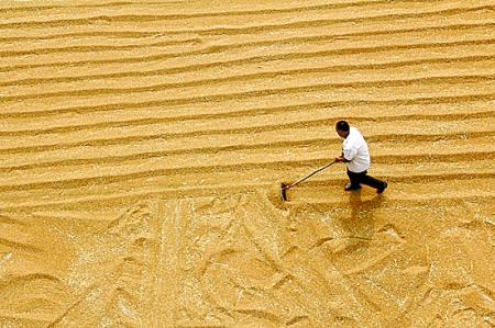 6月7日，內(nèi)黃縣城關(guān)鎮(zhèn)農(nóng)民在晾曬小麥。