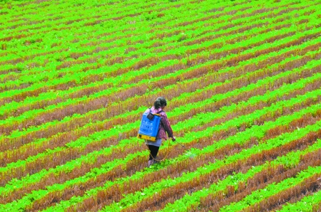 6月28日，內(nèi)黃縣東莊鎮(zhèn)馬固村農(nóng)民在花生地里噴施農(nóng)藥。