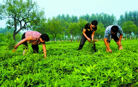 7月16日，內(nèi)黃縣后河鎮(zhèn)余莊村村民在花生地里除草。