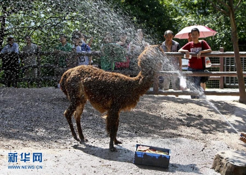 重慶發(fā)布高溫預(yù)警 動(dòng)物享受 重慶發(fā)布高溫預(yù)警 動(dòng)物享受