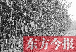 柿子林被推平 柿子林被推平