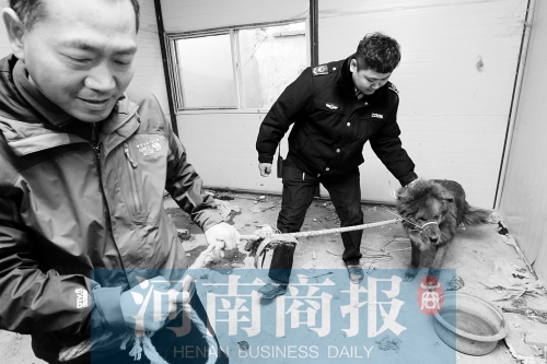 麻藥起作用后，這只藏獒被執(zhí)法人員控制
