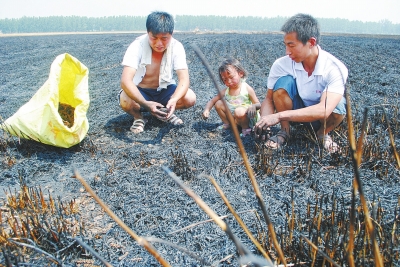 　村民為挽回一點(diǎn)損失，只得撿拾一些燒焦的麥穗。