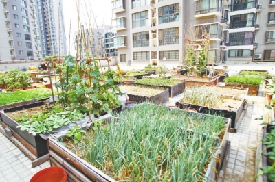  小區(qū)3層商鋪的樓頂是個大平臺，個人圍起來的“小菜園”約有50多個。