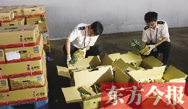 昨日，檢驗(yàn)檢疫人員正對(duì)剛從臺(tái)灣進(jìn)口的水果進(jìn)行檢驗(yàn)