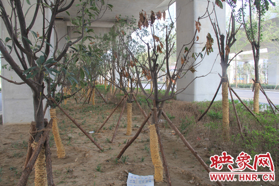 北三環(huán)經(jīng)三路橋下種的樹木有的葉子已經(jīng)干枯。