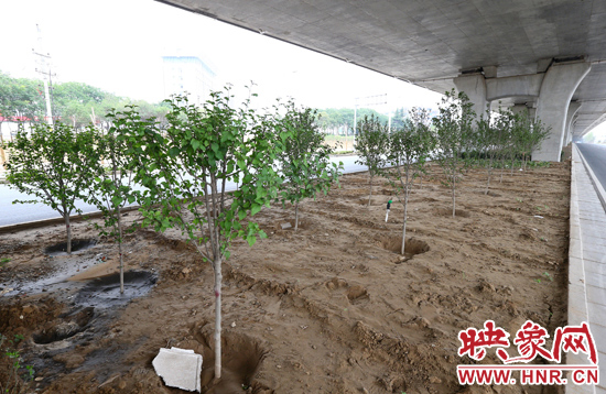 西三環(huán)淮河路立交橋下,新栽種的六七十棵枇杷樹。