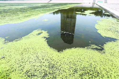 幾近干涸、臭氣熏天、長滿水草的東風(fēng)渠，已不見往日容顏　 記者 侯建勛/攝