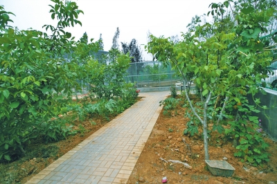 路兩邊是核桃樹，而路的盡頭救助野生鳥類的籠子，鴨子和鵝占了鵲巢