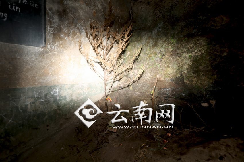 　教室里沒有燈，光線太暗，村民便種下了野蘇麻，希望教室有綠色，讓孩子們看到“希望”。 徐弘毅 攝