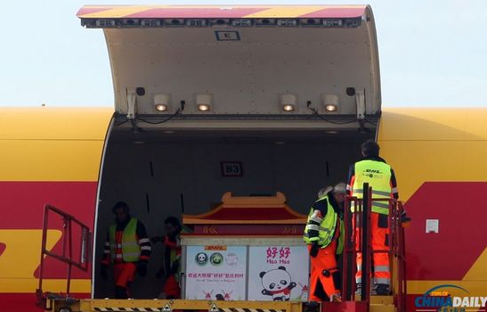大熊貓“好好”抵達布魯薩爾國際機場。記者 付敬 攝