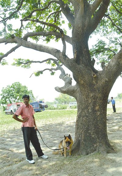 兩名少女在這棵樹(shù)上被吊死。