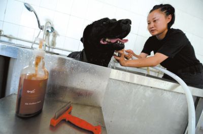 天熱時(shí),搜油犬會天天洗澡。