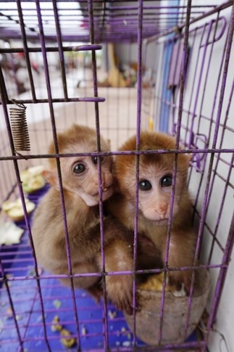 獼猴、麂子、白鷴、果子貍、豪豬、豺狗、熊、竹鼠等國家保護野生動物或瀕危物種，在此成為各路食客的盤中餐