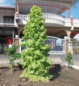 馬口親善花園居民李亞德種出“高人一等”的生菜，這棵3英尺高的生菜好像圣誕樹，令人稱奇。