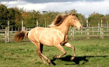 我國科學家發(fā)現 2000多年前罕見金色馬匹 我國科學家發(fā)現 2000多年前罕見金色馬匹