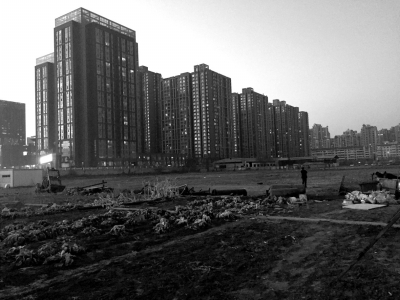 荒地上除堆放一些雜物外，還被附近居民種上了一片大白菜。