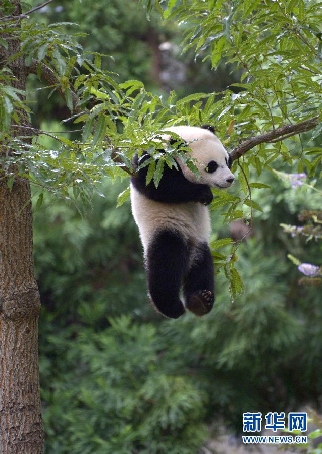 8月23日,大熊貓“寶寶”在美國華盛頓的國家動(dòng)物園玩耍。新華社記者殷博古攝