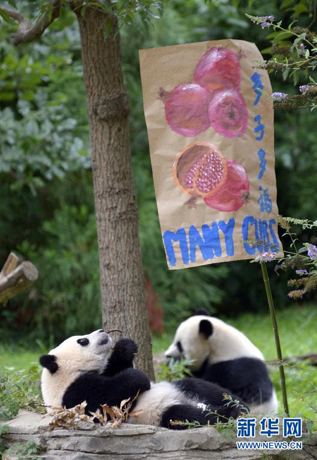 8月23日,大熊貓“寶寶”在美國華盛頓的國家動(dòng)物園參加“抓周”儀式。