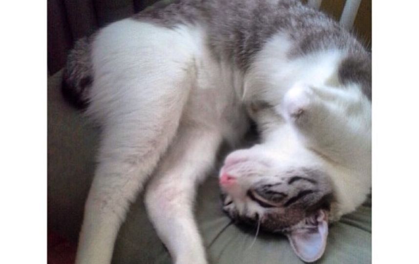 美國殘疾“貓堅(jiān)強(qiáng)”頑強(qiáng)生活