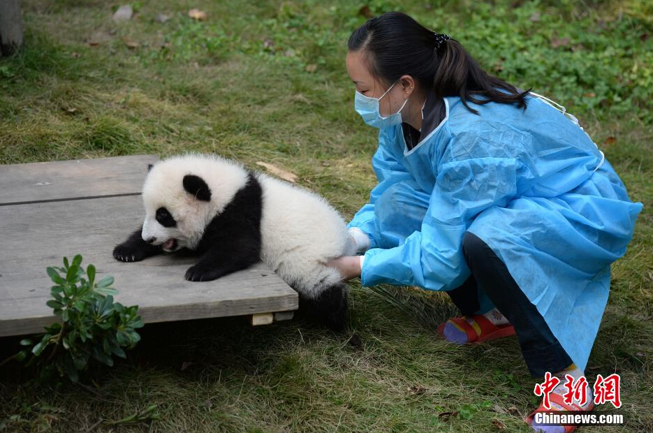 一名飼養(yǎng)員正幫助一只小大熊貓練習(xí)攀爬。