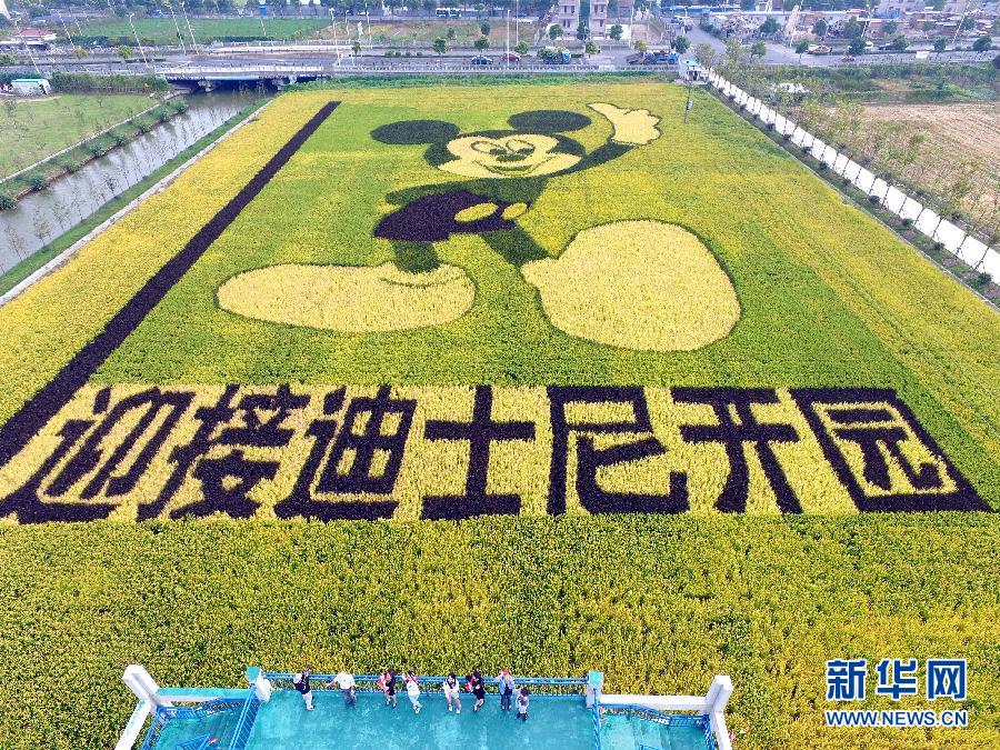 10月25日，游客在觀景臺上觀賞“米老鼠”稻田畫。