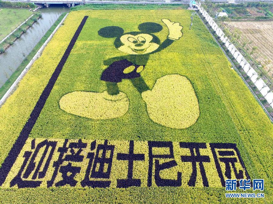 10月25日，游客在觀景臺上觀賞“米老鼠”稻田畫。
