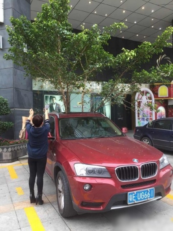 一輛停在停車(chē)位上的寶馬轎車(chē)，被墜落的樹(shù)枝砸中，樹(shù)枝徑直插入車(chē)內(nèi)，現(xiàn)場(chǎng)引發(fā)不少市民圍觀拍照。