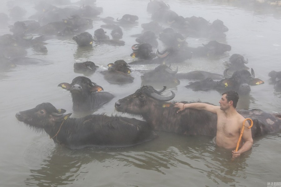 土耳其一溫泉受追捧 村民帶牛馬泡溫泉 土耳其一溫泉受追捧 村民帶牛馬泡溫泉