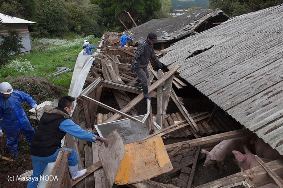 熊本地震后現(xiàn)“豬堅強(qiáng)” 救出后被送屠宰場 熊本地震后現(xiàn)“豬堅強(qiáng)” 救出后被送屠宰場