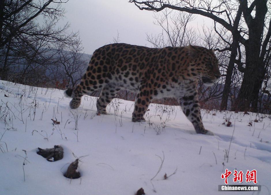 黑龍江老爺嶺保護(hù)區(qū)多次拍到野生東北虎、豹影像