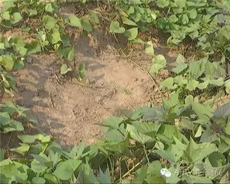 男子紅薯地用槍誤殺女童 說“原來不是兔子”后離開 男子紅薯地用槍誤殺女童 說“原來不是兔子”后離開