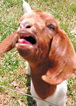 這只會(huì)說(shuō)話的小山羊不斷發(fā)出類(lèi)似“What”的聲音。