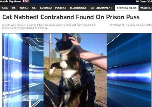 資料圖：2013年，俄羅斯獄警也曾抓獲身負(fù)手機(jī)和充電寶的貓，它本想混進(jìn)俄羅斯科密地區(qū)一座監(jiān)獄