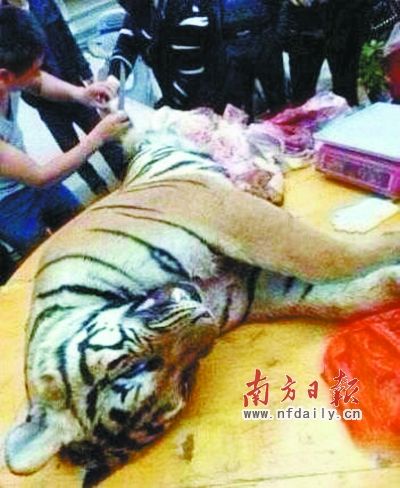 　殺虎現(xiàn)場。由匿名受訪人提供
