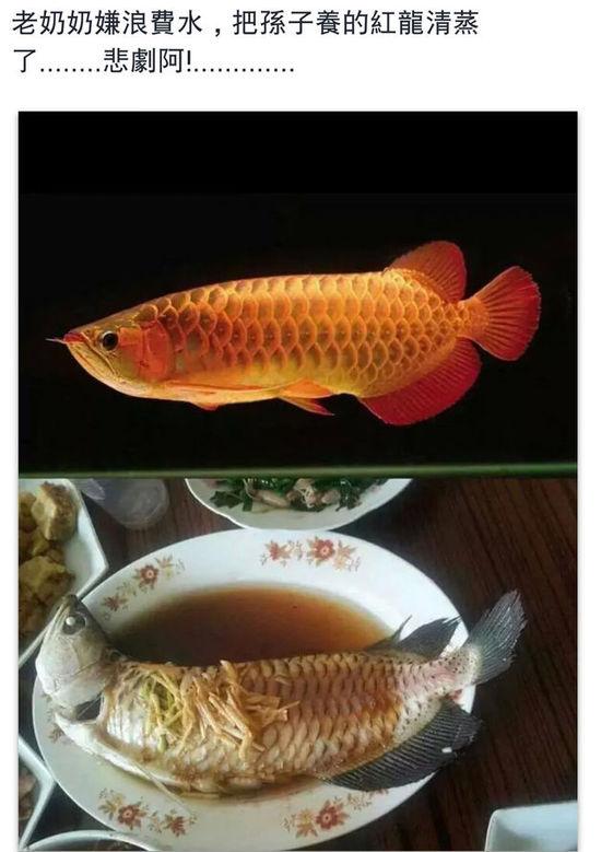 老奶奶嫌浪費(fèi)水,把孫子養(yǎng)的紅龍清蒸了。圖片取自臺媒