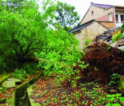 江蘇溧陽一村莊遭遇12級龍卷風(fēng) 大樹被連根拔起 江蘇溧陽一村莊遭遇12級龍卷風(fēng) 大樹被連根拔起