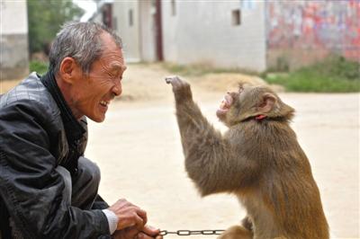 10月13日，新野縣鮑灣村耍猴人楊林貴蹲在家門口和自己的猴子玩耍。楊林貴，耍猴近三十年。