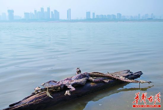 23日上午，瀏陽河與湘江交匯的地方發(fā)現(xiàn)了一條鱷魚的尸骸。