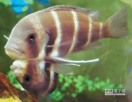 這對(duì)連體魚上面的哥哥體型較大，約是下面弟弟的2倍