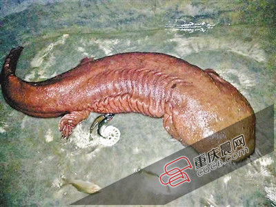 巫山抱龍鎮(zhèn)的超級娃娃魚。